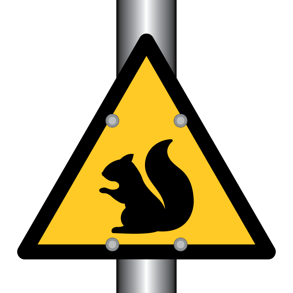 Warning squirrel