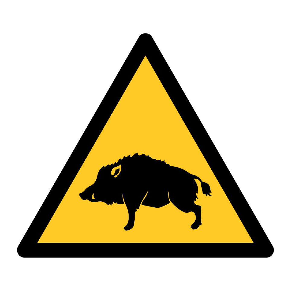 Warning wild boar