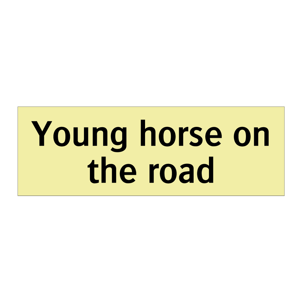 Young horse on the road