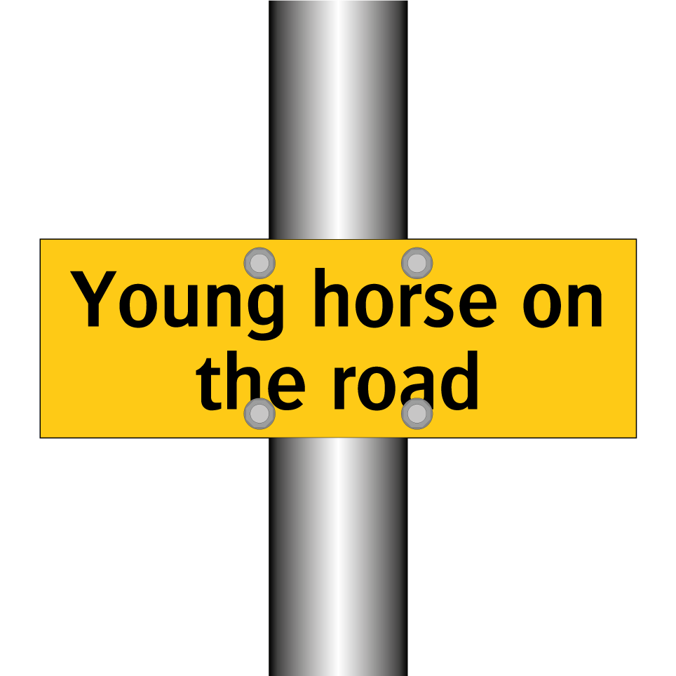 Young horse on the road