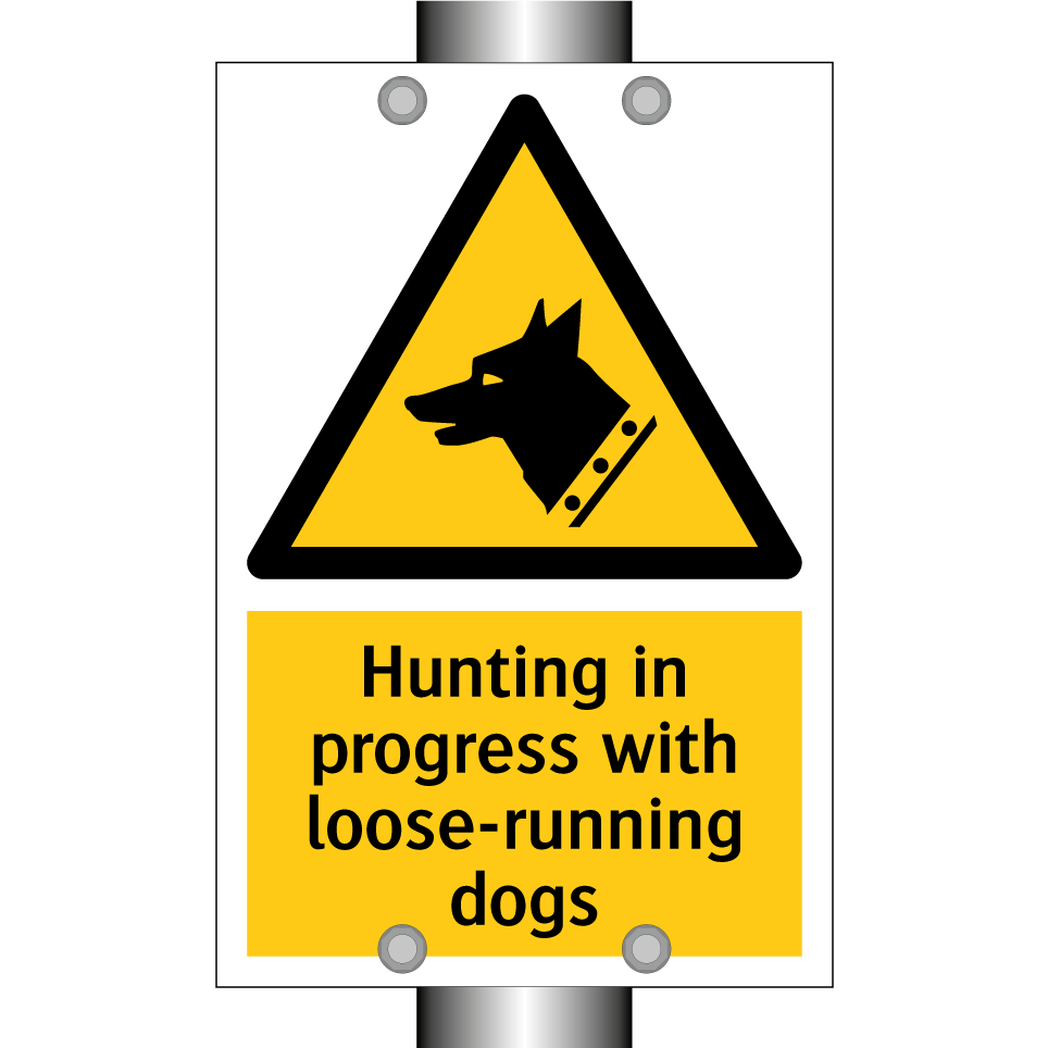 Hunting in progress with loose-running dogs