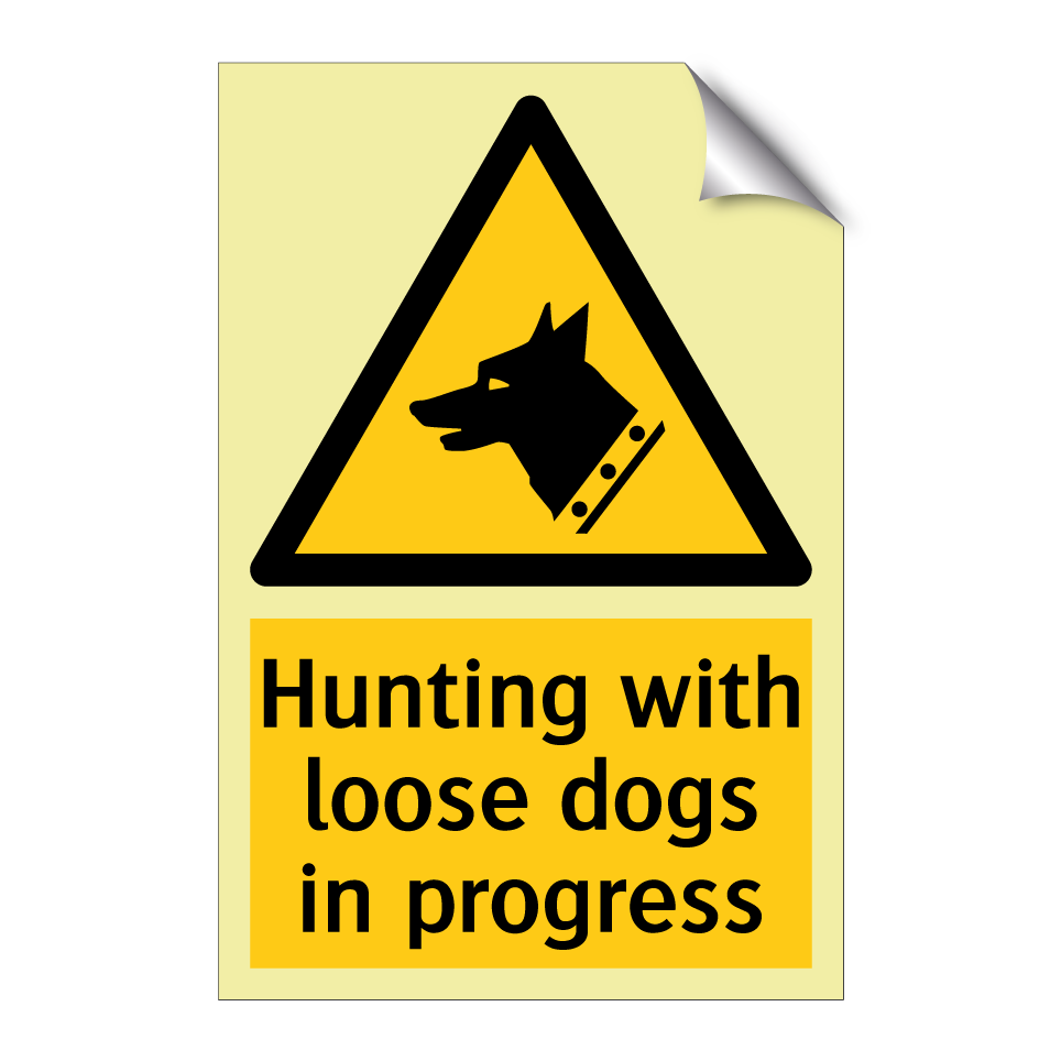Hunting with loose dogs in progress