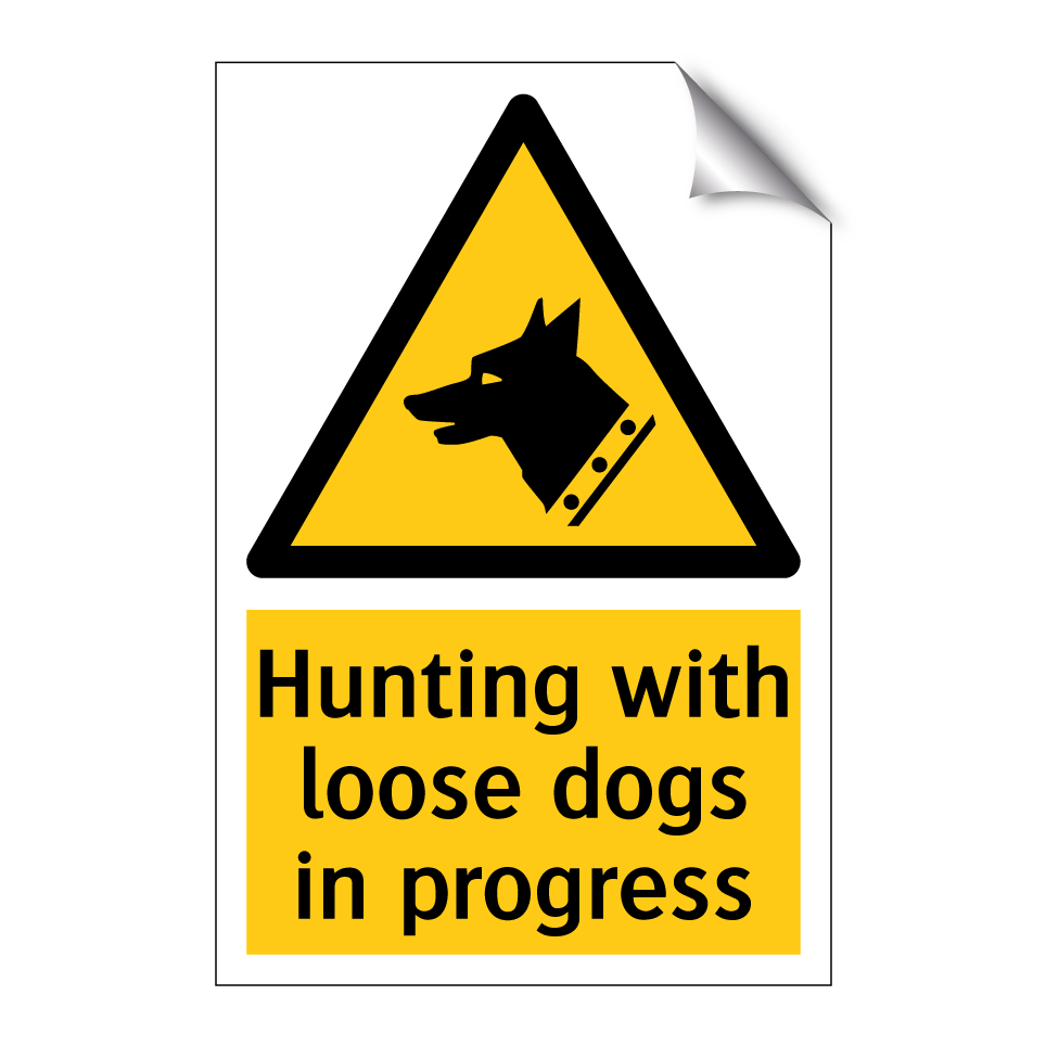 Hunting with loose dogs in progress