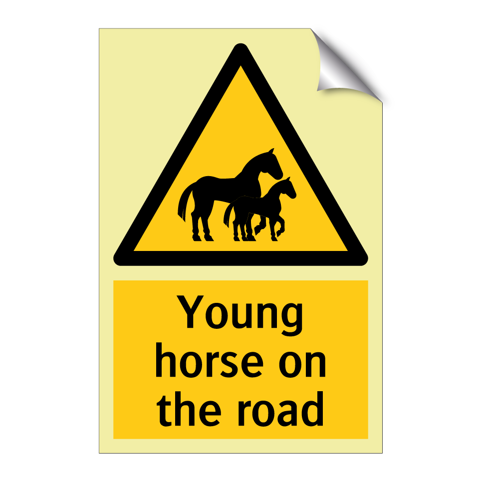 Young horse on the road