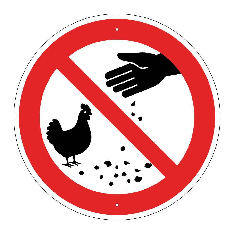 No feeding chickens