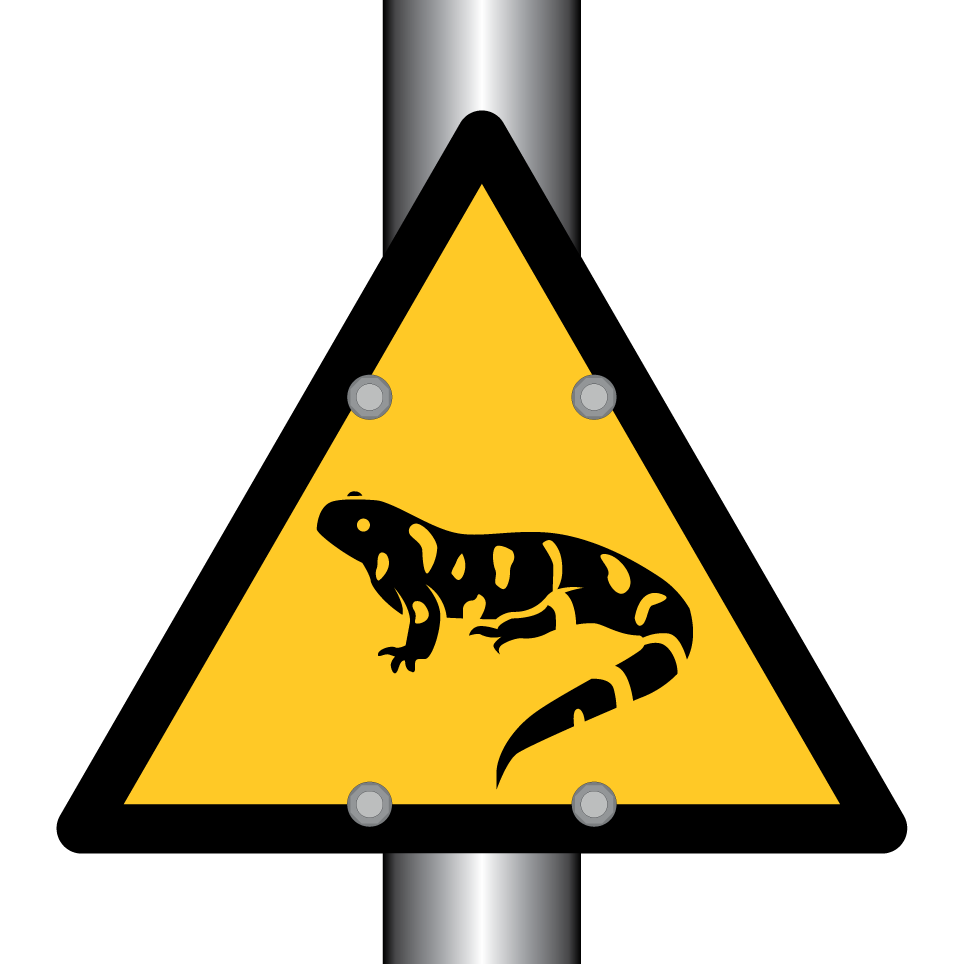 Warning salamander